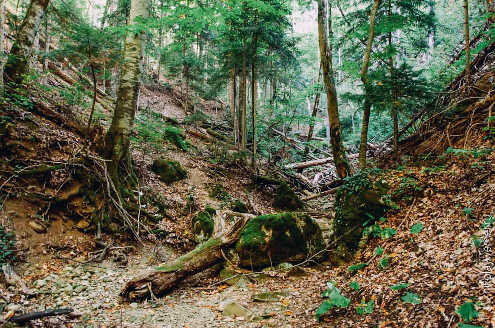 Русло ручья. Сухая балка с крутыми склонами по бокам. Лес, покрытые мхом камни, усыпанная старыми листьями почва