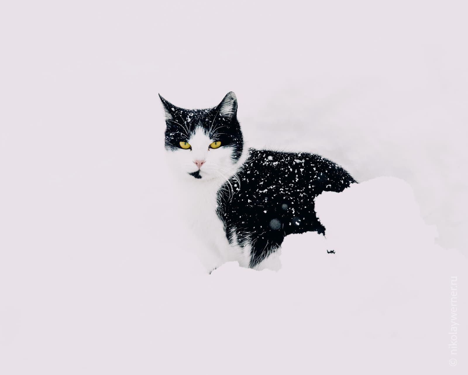 Чёрно-белый кот с ярко-жёлтыми глазами сидит в снегу и пристально смотрит в объектив