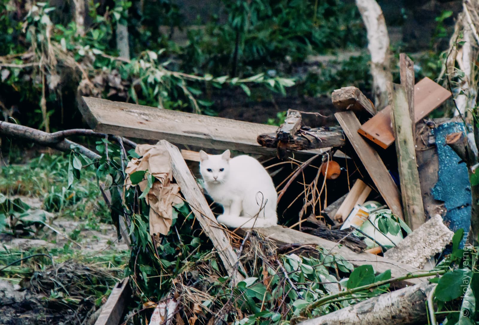 Наводнение в Крымске. Белый кот среди гор мусора
