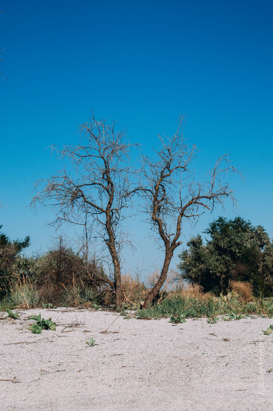 Песок, трава да кустарники за ним, и сухое дерево на фоне синего неба