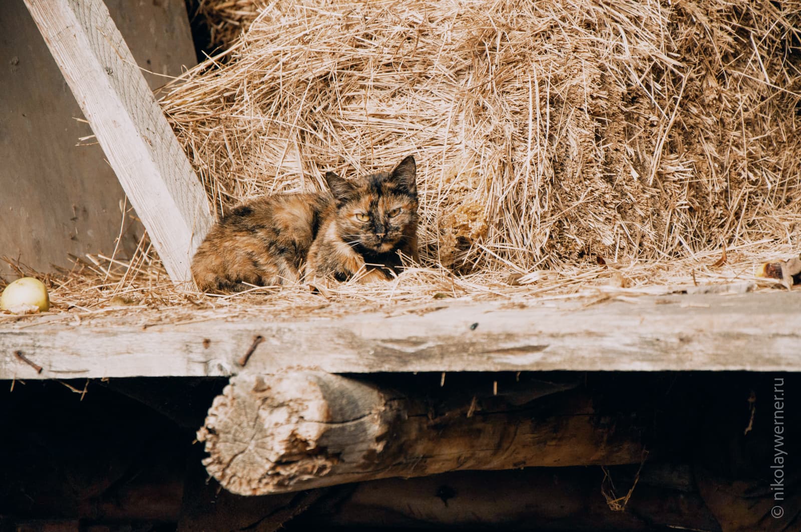 Разноцветная кошка сидит на деревянной полке с сеном.