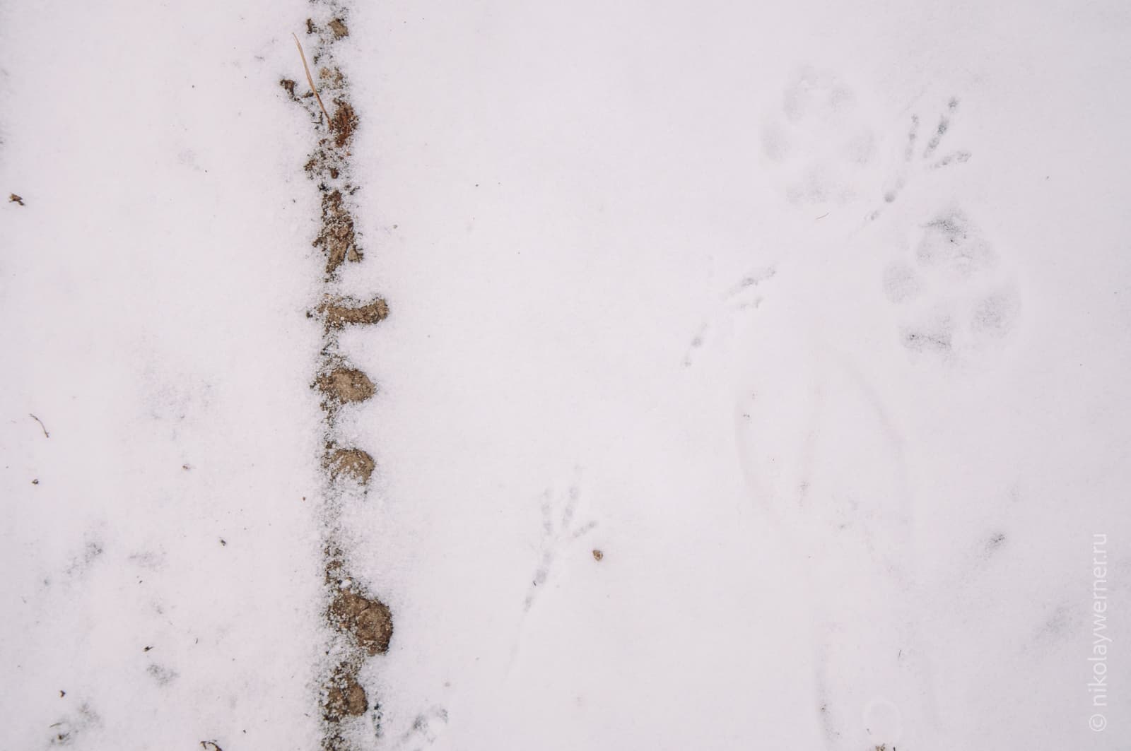 Снег под ногами, фото строго сверху вниз, по левой трети вертикально кадр разрезает тонкая полоска земли, на снегу следы птиц и собак.