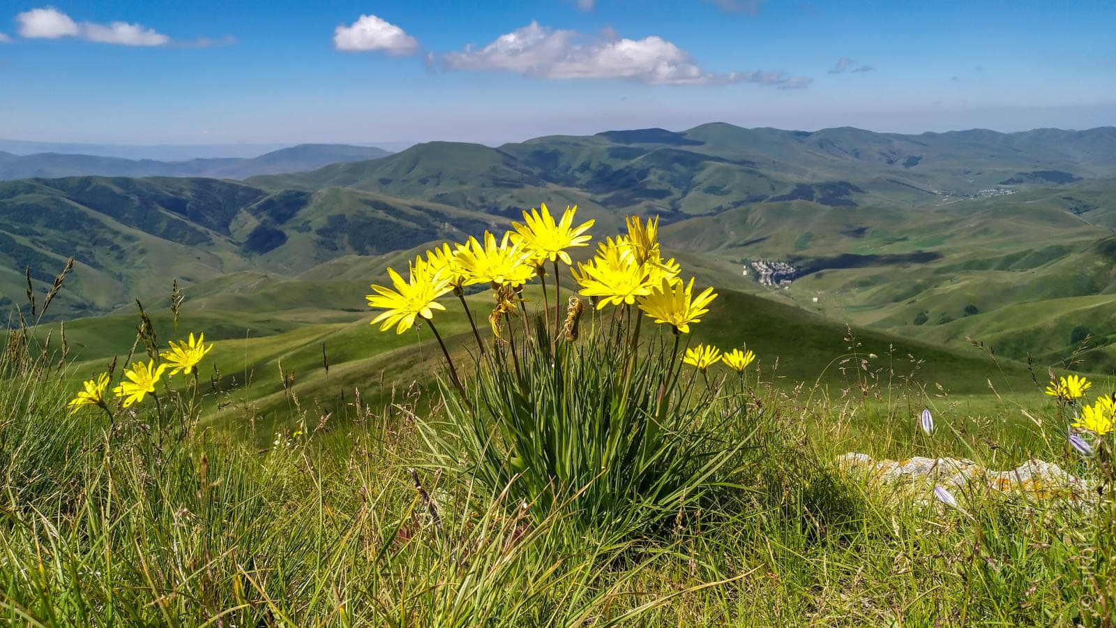 Жёлтые цветы на фоне горной долины