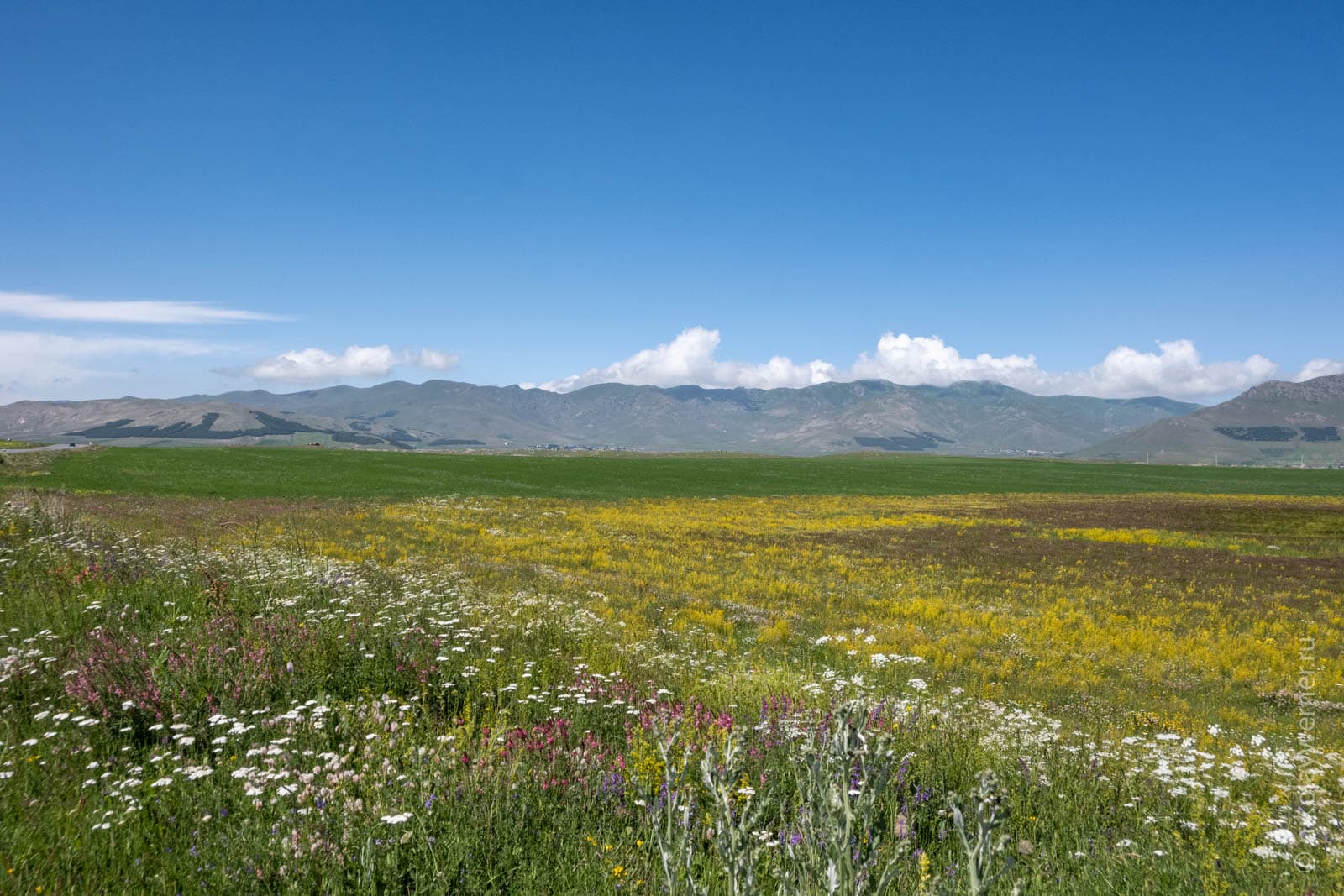 Вид на восток от трассы у селения Ря-Таза. Цветущее поле и горы в дымке вдалеке