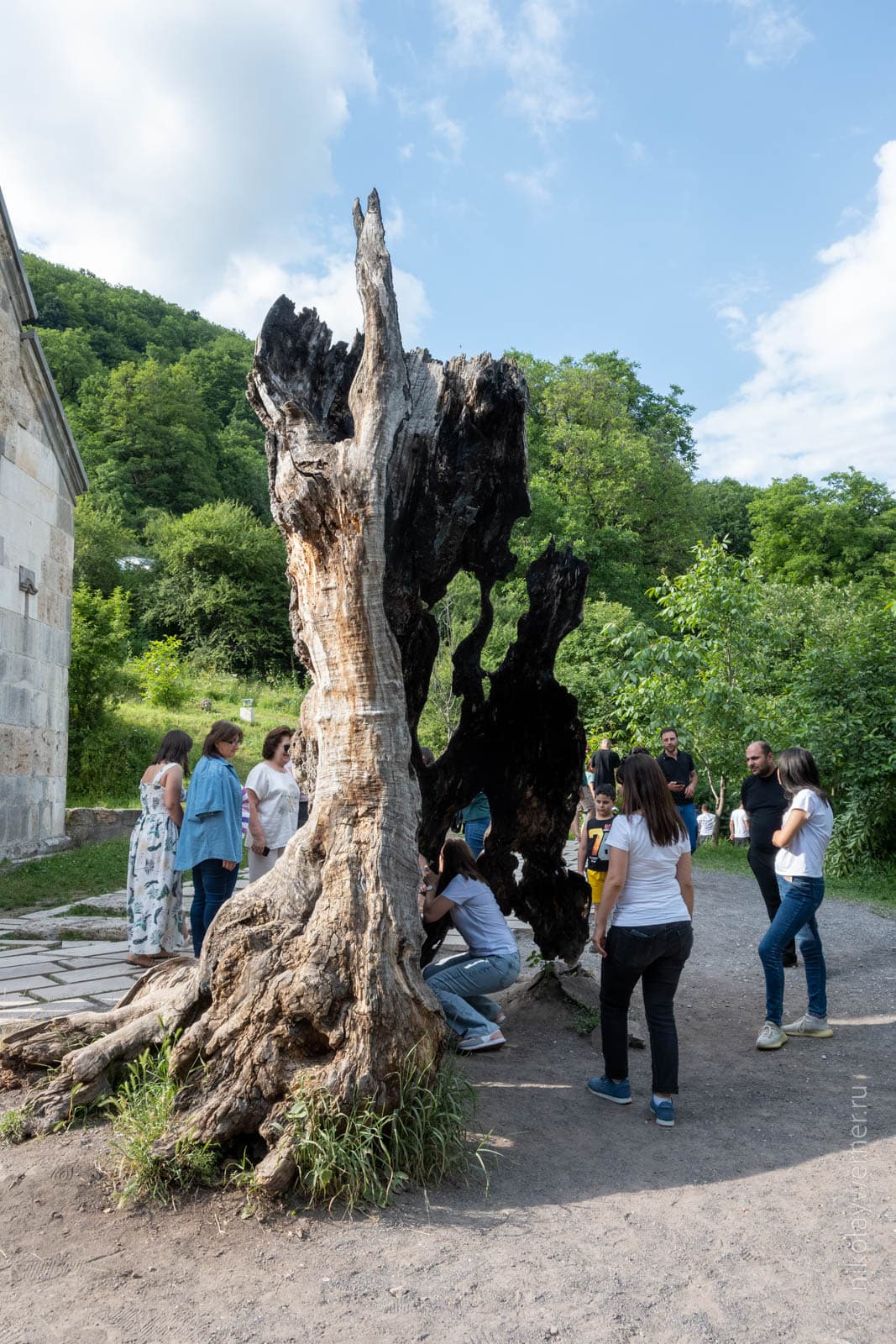 Останки какого-то очень старого дерева в монастыре Агарцин