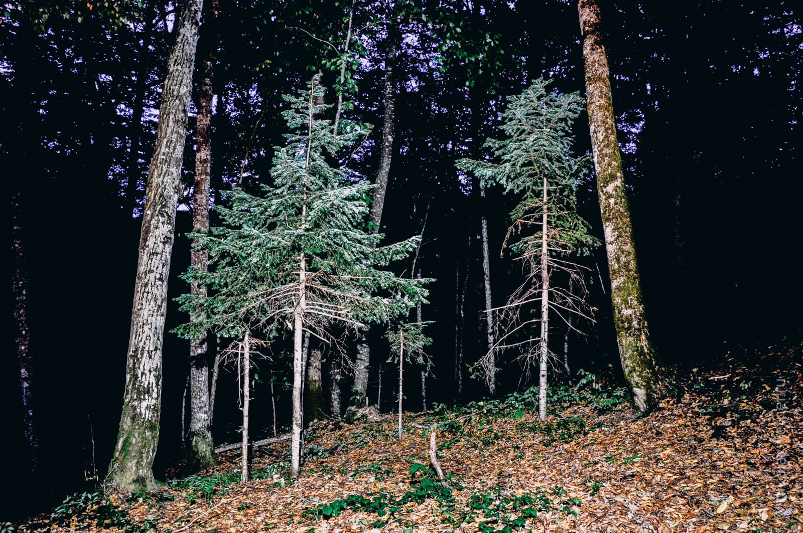 Ночной лес. Свет фонаря выхватывает два ствола большущих дерева и пару небольших ёлочек между ними