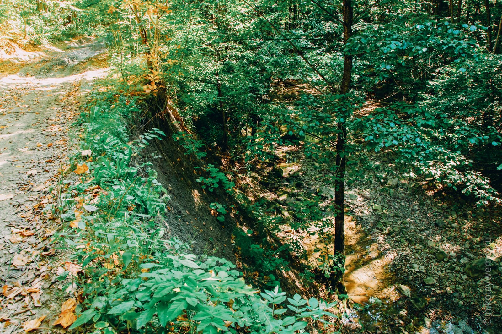 Фото с края лесной дороги. Обрыв высотой в несколько метров уводит вниз, к руслу реки. Много деревьев, сквозь их кроны мало что видно.
