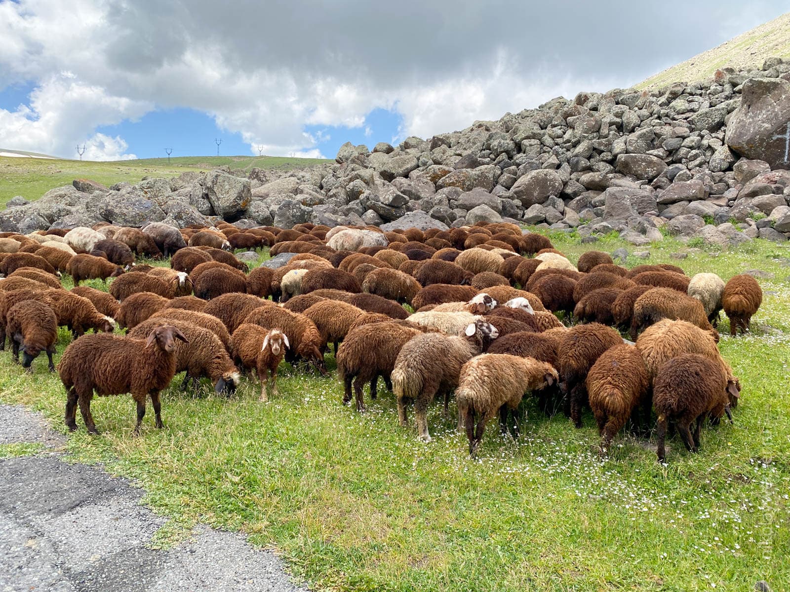 Стадо овец у обочины